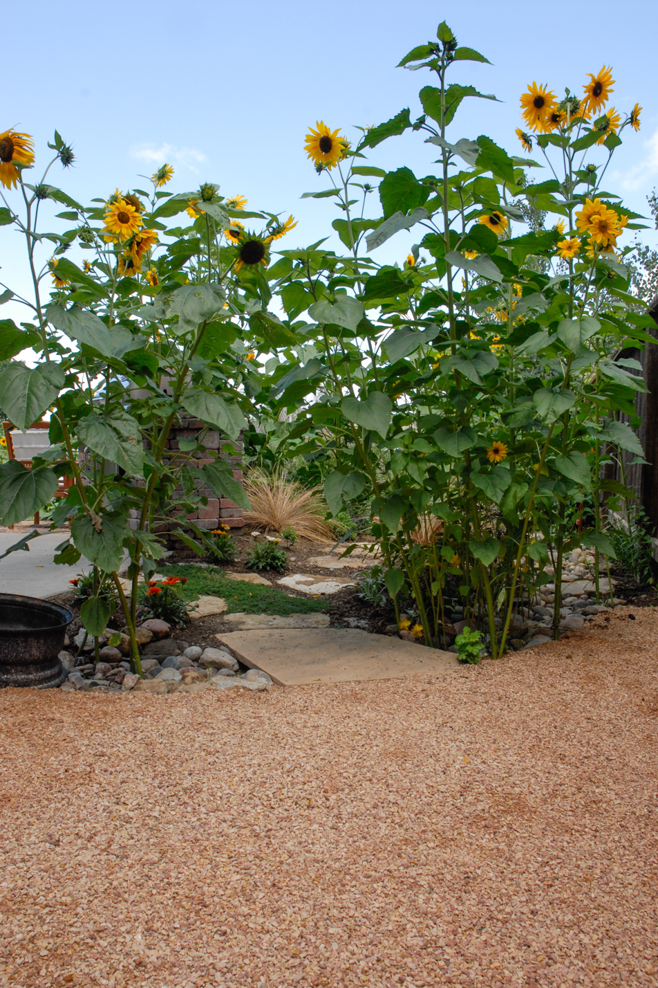 Terraced Turf Backyard